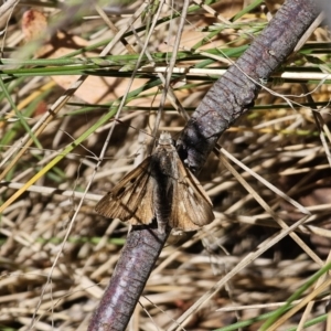 Trapezites phigalia at Namadgi National Park - 18 Nov 2023