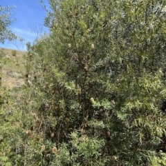 Banksia marginata at Gigerline Nature Reserve - 11 Nov 2023