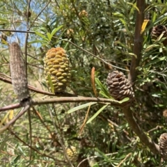Banksia marginata at Gigerline Nature Reserve - 11 Nov 2023