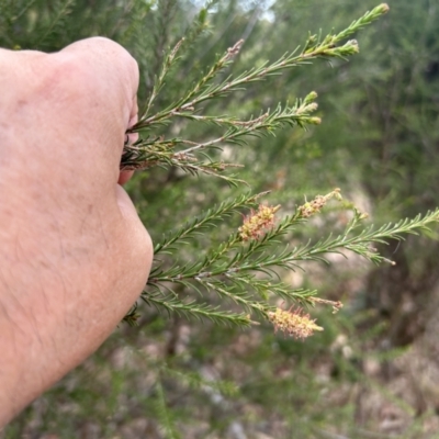 Melaleuca parvistaminea (Small-flowered Honey-myrtle) at Greenway, ACT - 13 Nov 2023 by dwise