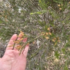 Melaleuca parvistaminea at Bullen Range - 14 Nov 2023