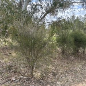 Melaleuca parvistaminea at Bullen Range - 14 Nov 2023 10:52 AM