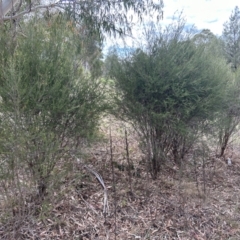 Melaleuca parvistaminea at Bullen Range - 14 Nov 2023