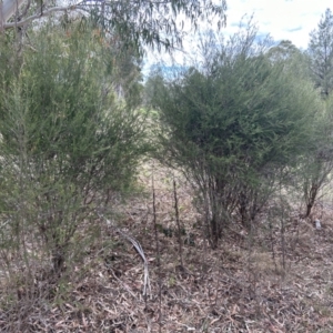 Melaleuca parvistaminea at Bullen Range - 14 Nov 2023 10:52 AM