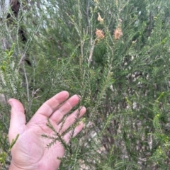 Melaleuca parvistaminea at Bullen Range - 14 Nov 2023 10:52 AM