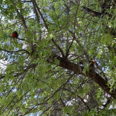 Alisterus scapularis (Australian King-Parrot) at Cotter Reserve - 15 Nov 2023 by dwise