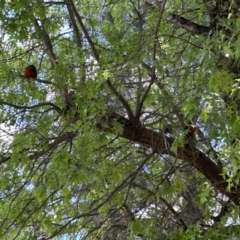 Alisterus scapularis (Australian King-Parrot) at Cotter Reserve - 15 Nov 2023 by dwise