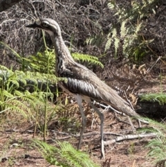 Burhinus grallarius (Bush Stone-curlew) at Brunswick Heads, NSW - 18 Nov 2023 by WallumWarrior