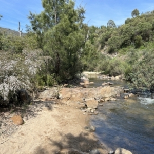 Gaudium brevipes at Paddys River, ACT - 11 Nov 2023 09:47 AM