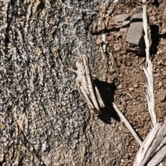 Caledia captiva (grasshopper) at Tidbinbilla Nature Reserve - 17 Nov 2023 by Csteele4