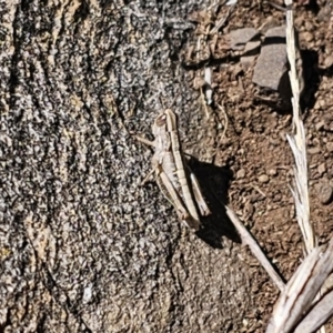 Caledia captiva at Tidbinbilla Nature Reserve - 18 Nov 2023