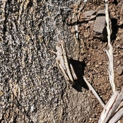 Caledia captiva (grasshopper) at Paddys River, ACT - 17 Nov 2023 by Csteele4