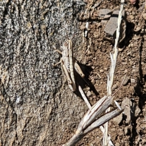 Caledia captiva at Tidbinbilla Nature Reserve - 18 Nov 2023