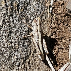 Caledia captiva at Tidbinbilla Nature Reserve - 18 Nov 2023