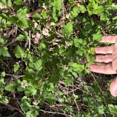 Rubus parvifolius (Native Raspberry) at Paddys River, ACT - 10 Nov 2023 by dwise