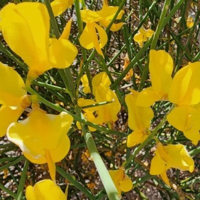 Spartium junceum (Spanish Broom ) at Curtin, ACT - 19 Nov 2023 by Steve818