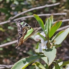 Graphium macleayanum (Macleay's Swallowtail) at Cotter River, ACT - 18 Nov 2023 by Csteele4