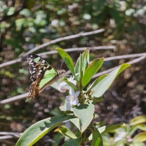 Graphium macleayanum at Namadgi National Park - 18 Nov 2023 11:05 AM