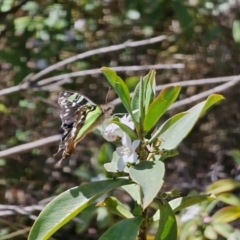 Graphium macleayanum at Namadgi National Park - 18 Nov 2023 11:05 AM