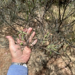 Acacia boormanii at Hume, ACT - 13 Nov 2023 12:38 PM