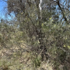 Acacia boormanii at Hume, ACT - 13 Nov 2023 12:38 PM