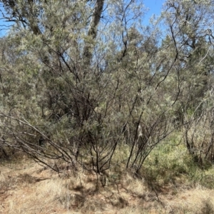 Acacia boormanii at Hume, ACT - 13 Nov 2023 12:38 PM