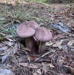 Unidentified Bolete - Fleshy texture, stem central (more-or-less) at Brunswick Heads, NSW - 18 Nov 2023 by WallumWarrior