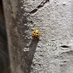 Cleobora mellyi (Southern Ladybird) at Tidbinbilla Nature Reserve - 18 Nov 2023 by Csteele4