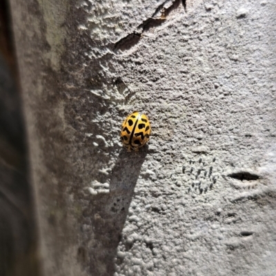 Cleobora mellyi (Southern Ladybird) at Tidbinbilla Nature Reserve - 18 Nov 2023 by Csteele4