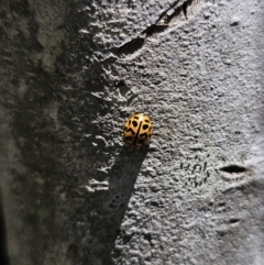 Cleobora mellyi at Tidbinbilla Nature Reserve - 18 Nov 2023 12:59 PM