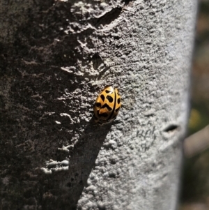 Cleobora mellyi at Tidbinbilla Nature Reserve - 18 Nov 2023 12:59 PM