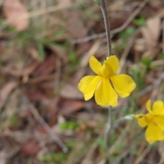 Goodenia bellidifolia subsp. bellidifolia (Daisy Goodenia) at QPRC LGA - 17 Nov 2023 by MatthewFrawley