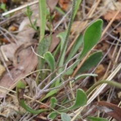 Goodenia bellidifolia subsp. bellidifolia at QPRC LGA - 17 Nov 2023 11:24 AM