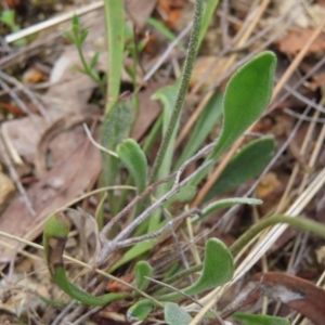 Goodenia bellidifolia subsp. bellidifolia at QPRC LGA - 17 Nov 2023