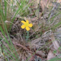 Hypericum gramineum (Small St Johns Wort) at QPRC LGA - 17 Nov 2023 by MatthewFrawley