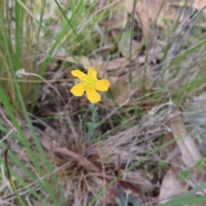 Hypericum gramineum at QPRC LGA - 17 Nov 2023 11:27 AM