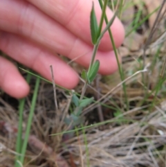 Hypericum gramineum at QPRC LGA - 17 Nov 2023