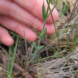 Hypericum gramineum at QPRC LGA - 17 Nov 2023