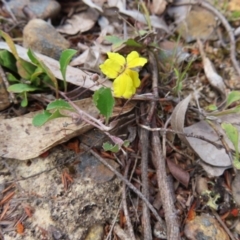 Goodenia hederacea subsp. hederacea (Ivy Goodenia, Forest Goodenia) at Bombay, NSW - 17 Nov 2023 by MatthewFrawley