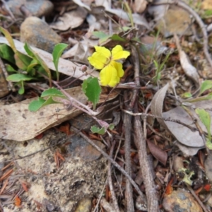 Goodenia hederacea subsp. hederacea at QPRC LGA - 17 Nov 2023