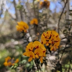 Oxylobium ellipticum at Tidbinbilla Nature Reserve - 18 Nov 2023