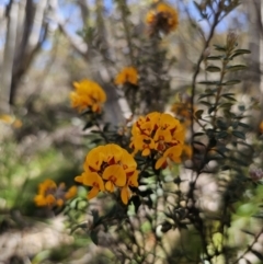 Oxylobium ellipticum at Tidbinbilla Nature Reserve - 18 Nov 2023