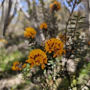 Oxylobium ellipticum at Tidbinbilla Nature Reserve - 18 Nov 2023