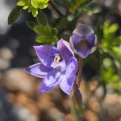 Thelymitra simulata (Graceful Sun-orchid) at Cotter River, ACT - 18 Nov 2023 by Csteele4