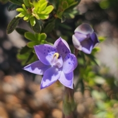 Thelymitra simulata at Namadgi National Park - 18 Nov 2023