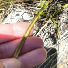 Thelymitra simulata at Namadgi National Park - suppressed