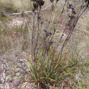 Haemodorum planifolium at QPRC LGA - 17 Nov 2023