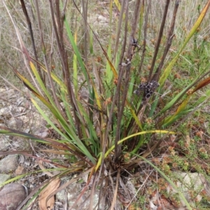 Haemodorum planifolium at QPRC LGA - 17 Nov 2023