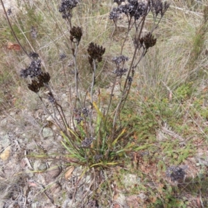 Haemodorum planifolium at QPRC LGA - 17 Nov 2023