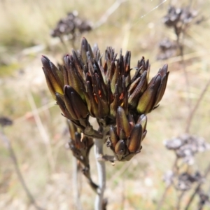 Haemodorum planifolium at QPRC LGA - 17 Nov 2023